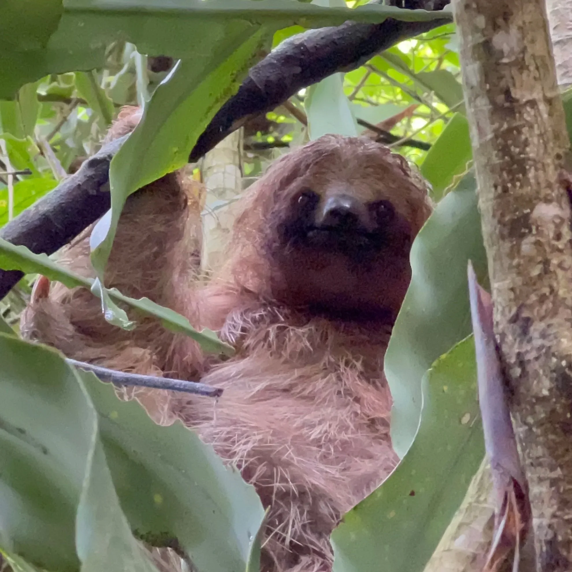 A sloth hanging among green leaves and tree branches in a jungle or forest.