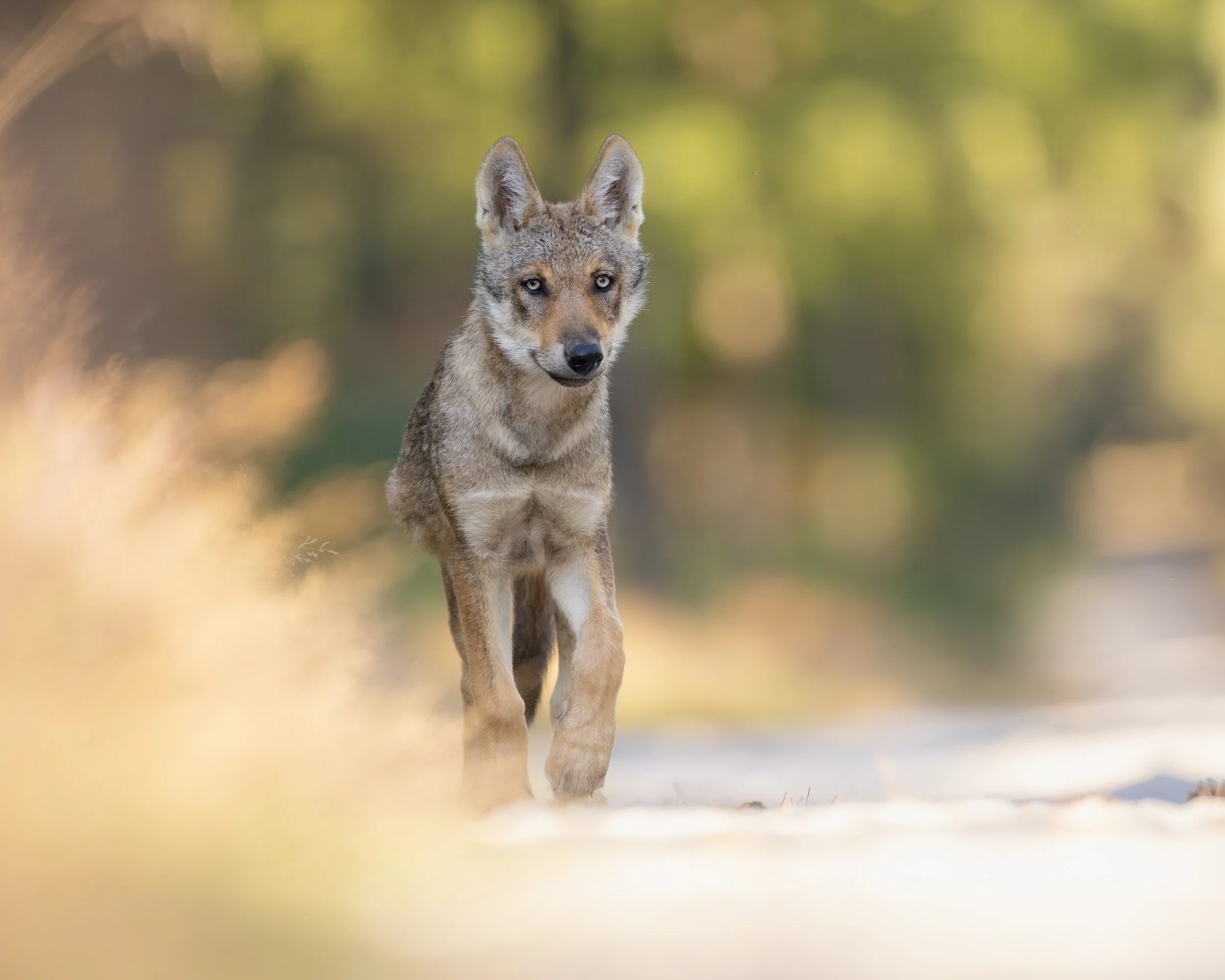 Welkom wolf