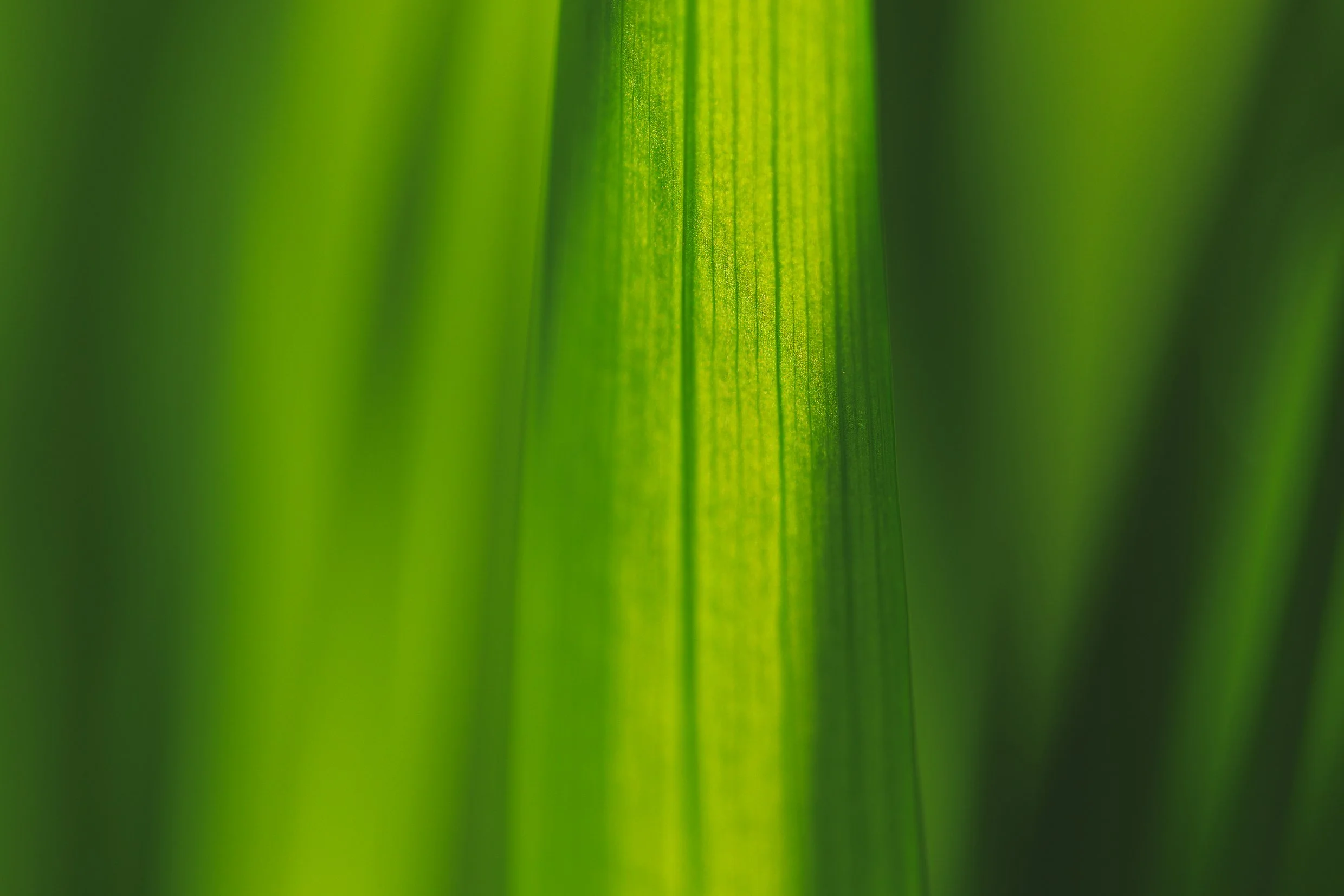 _Z8A3970.jpg
