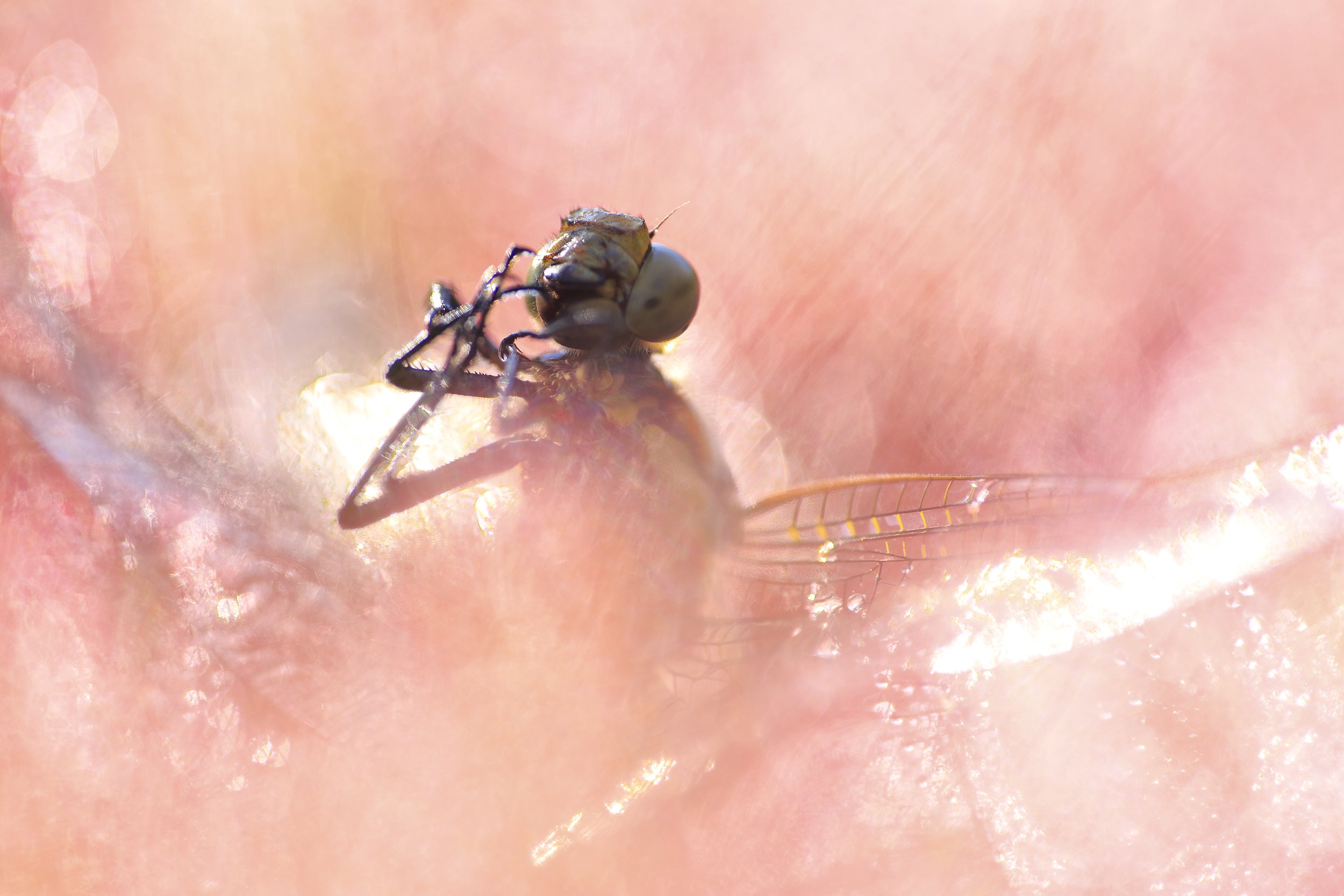 _87A8517.jpg