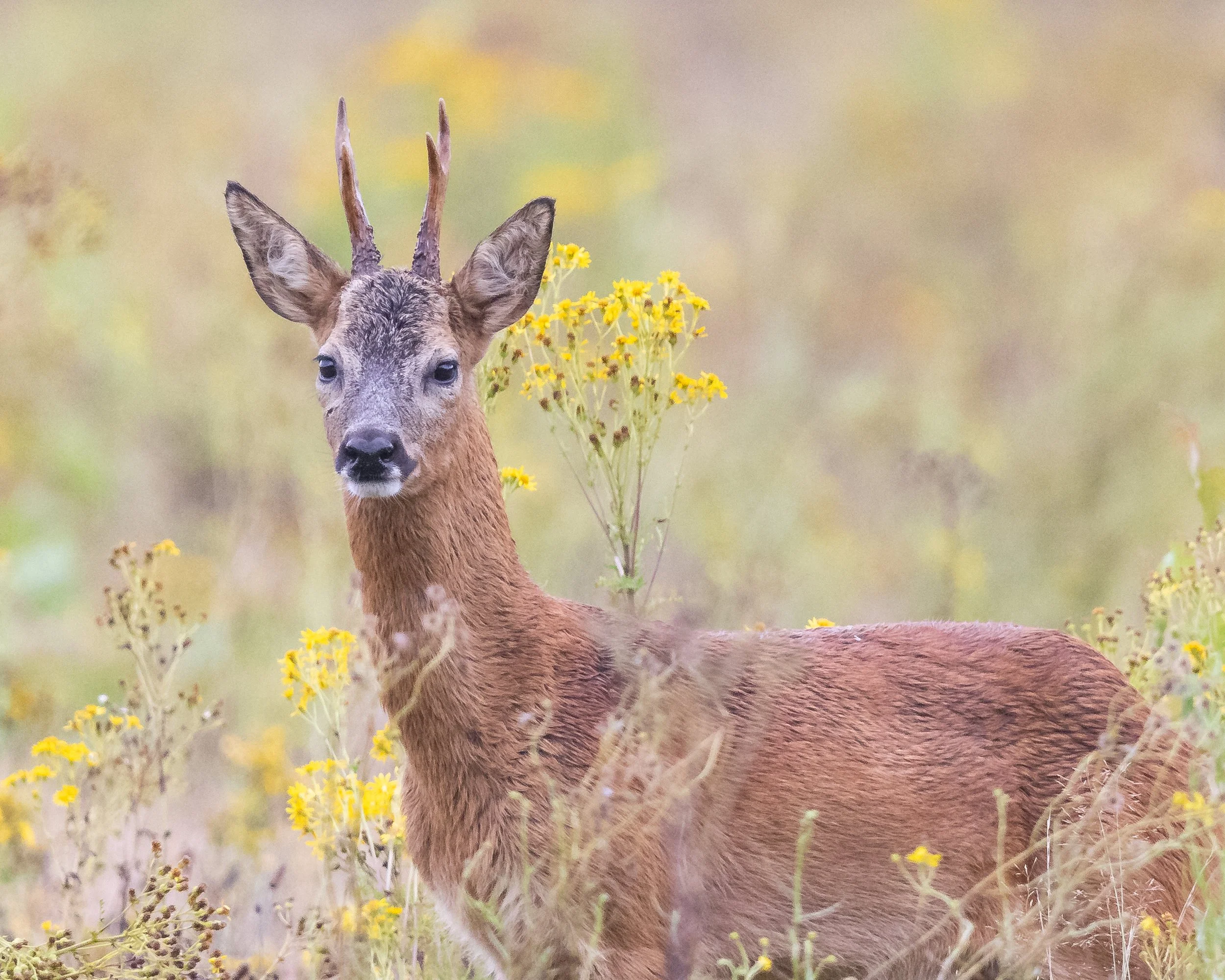 Wildlife