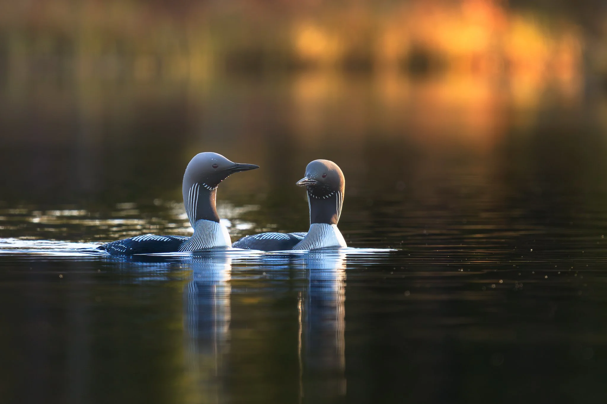 Birds