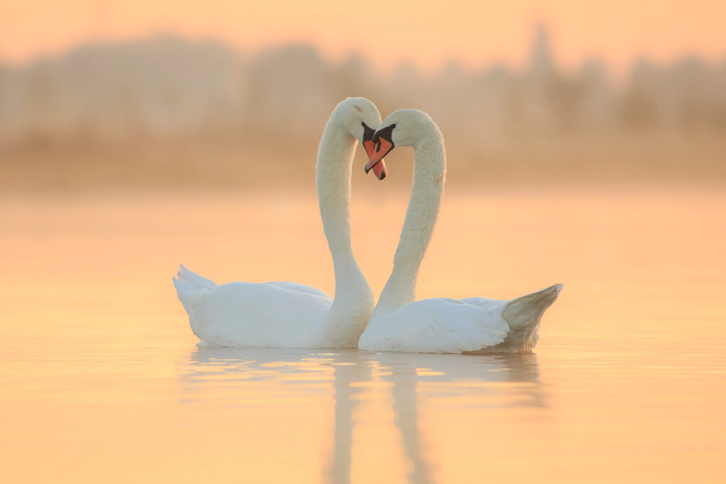 Zwanenliefde