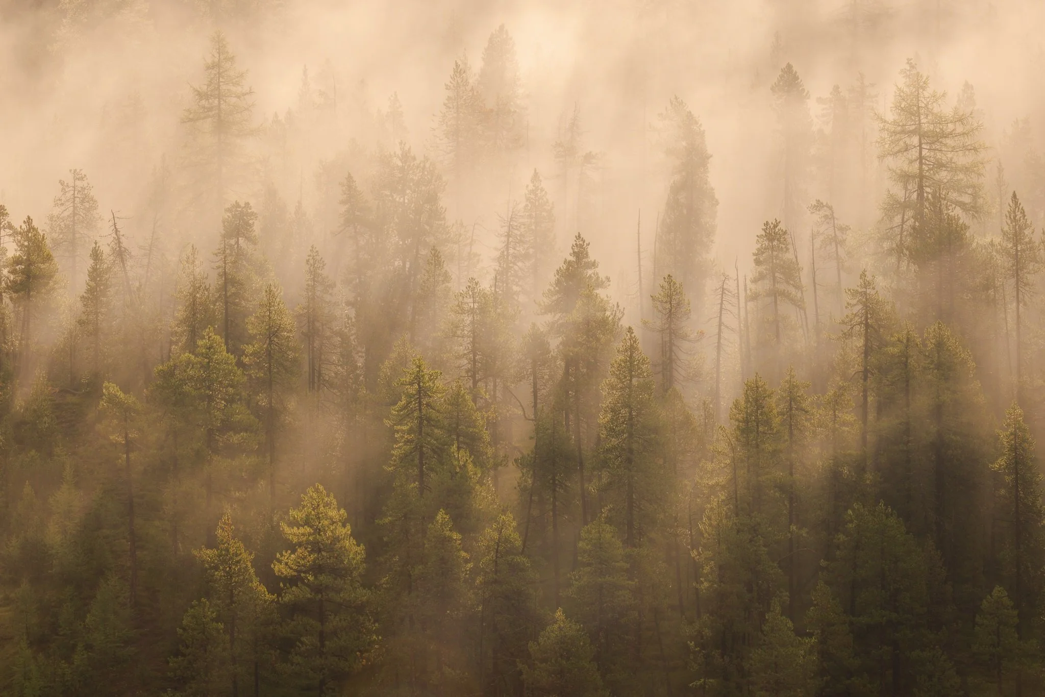 Treescapes