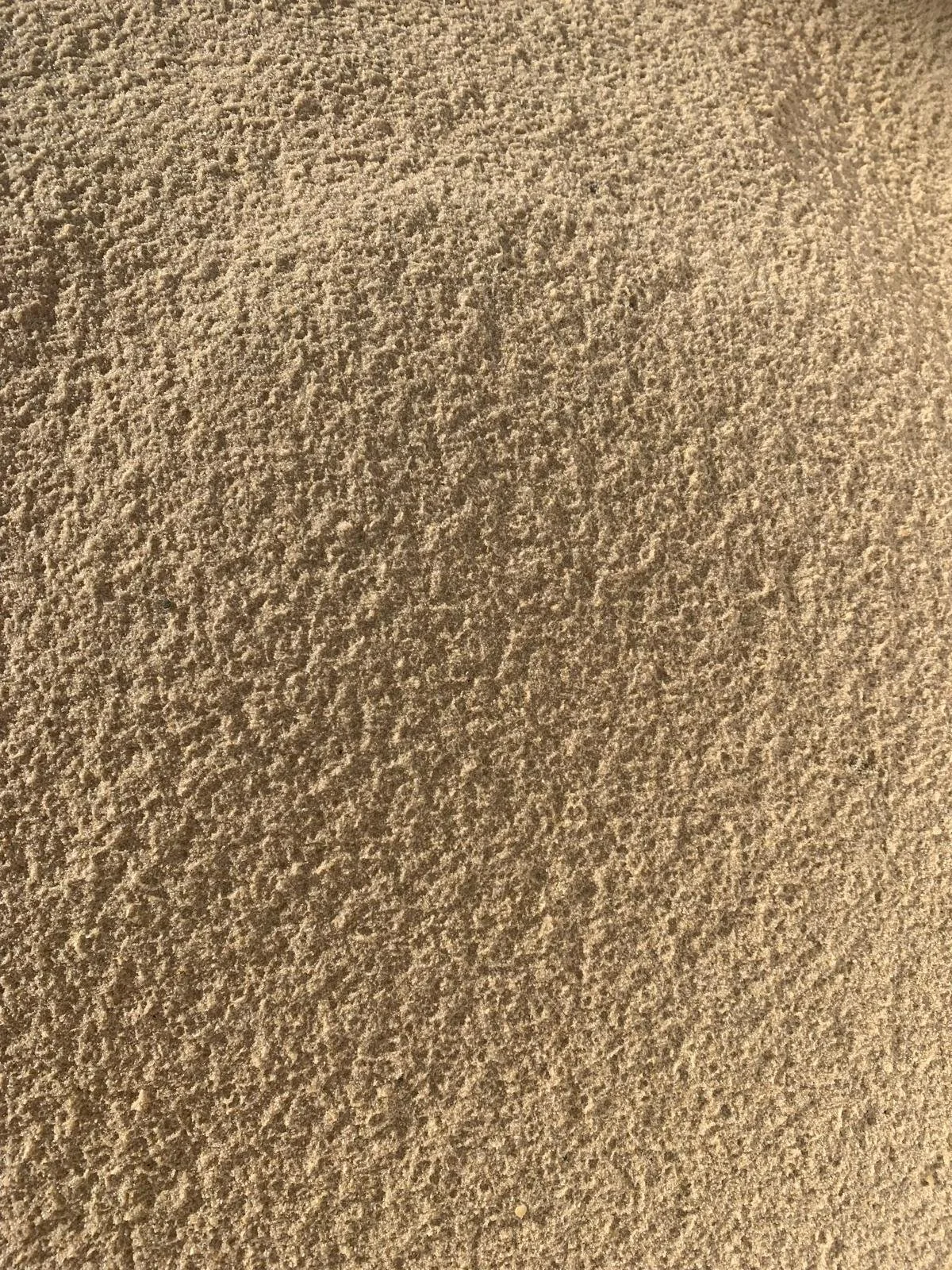Close-up of a sandy surface with fine, granular texture.