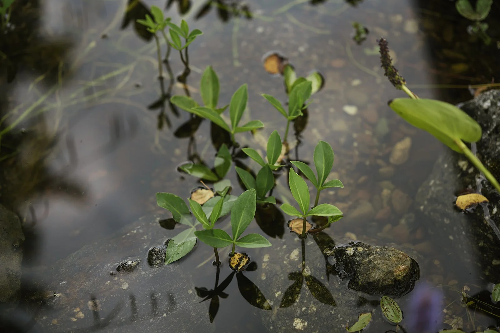 Detailaufnahme vom Teich mit Wasserpflanzen. 
