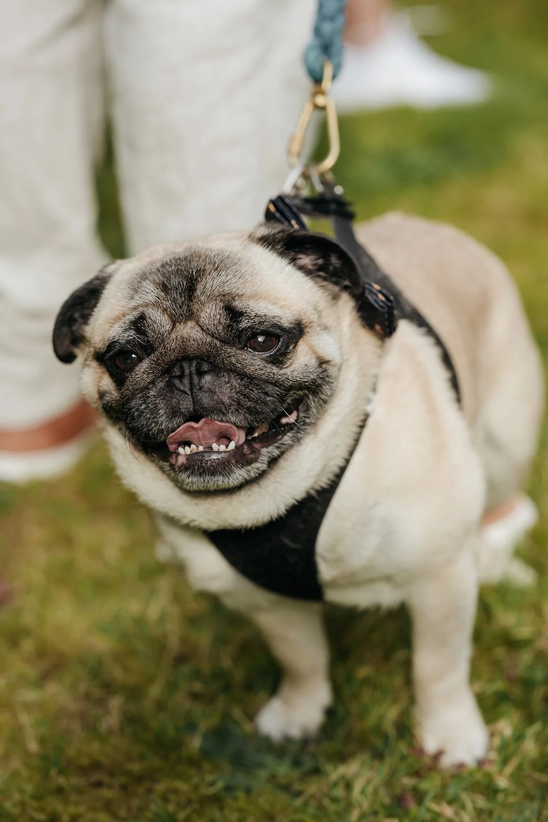 Ein Hund während der Hochzeit