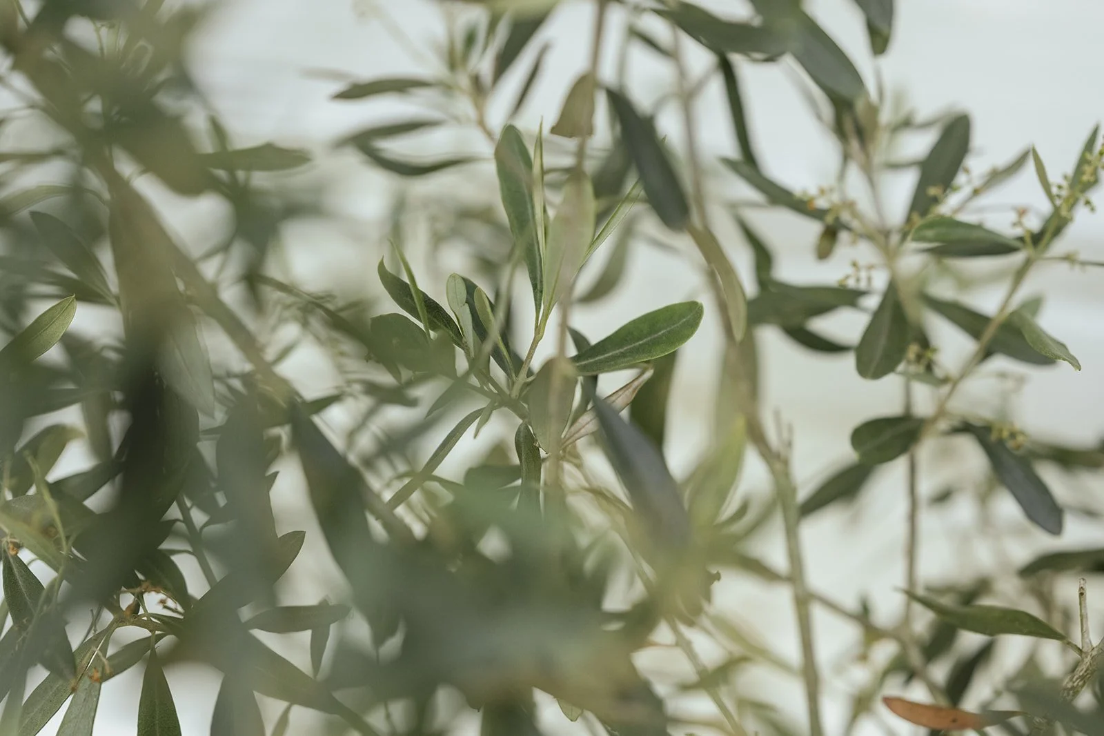 Olivenzweige im Nahaufnahme