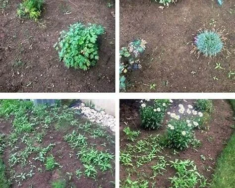 Preventative Weed Management - non turf grass areas