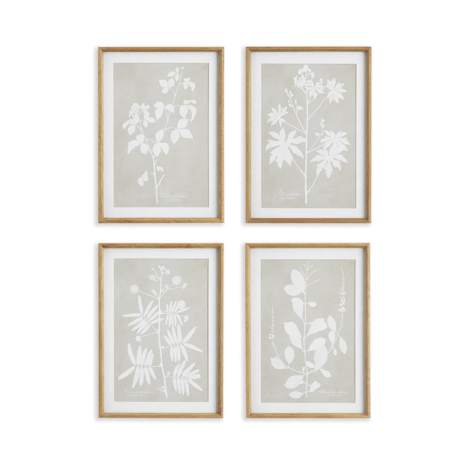 Foliage Study, Set Of 4
