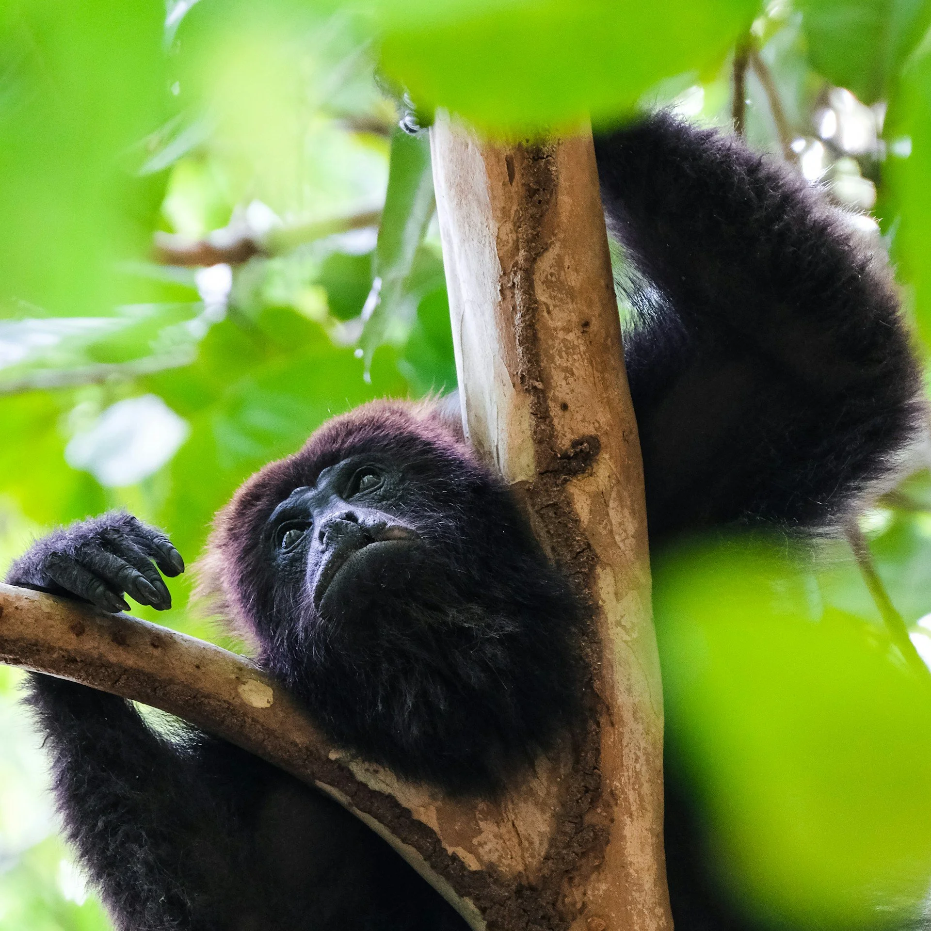 Monkey Sighting While Teaching Yoga at Rancho Santana: One of Nicaragua's Most Beautiful Yoga Studios