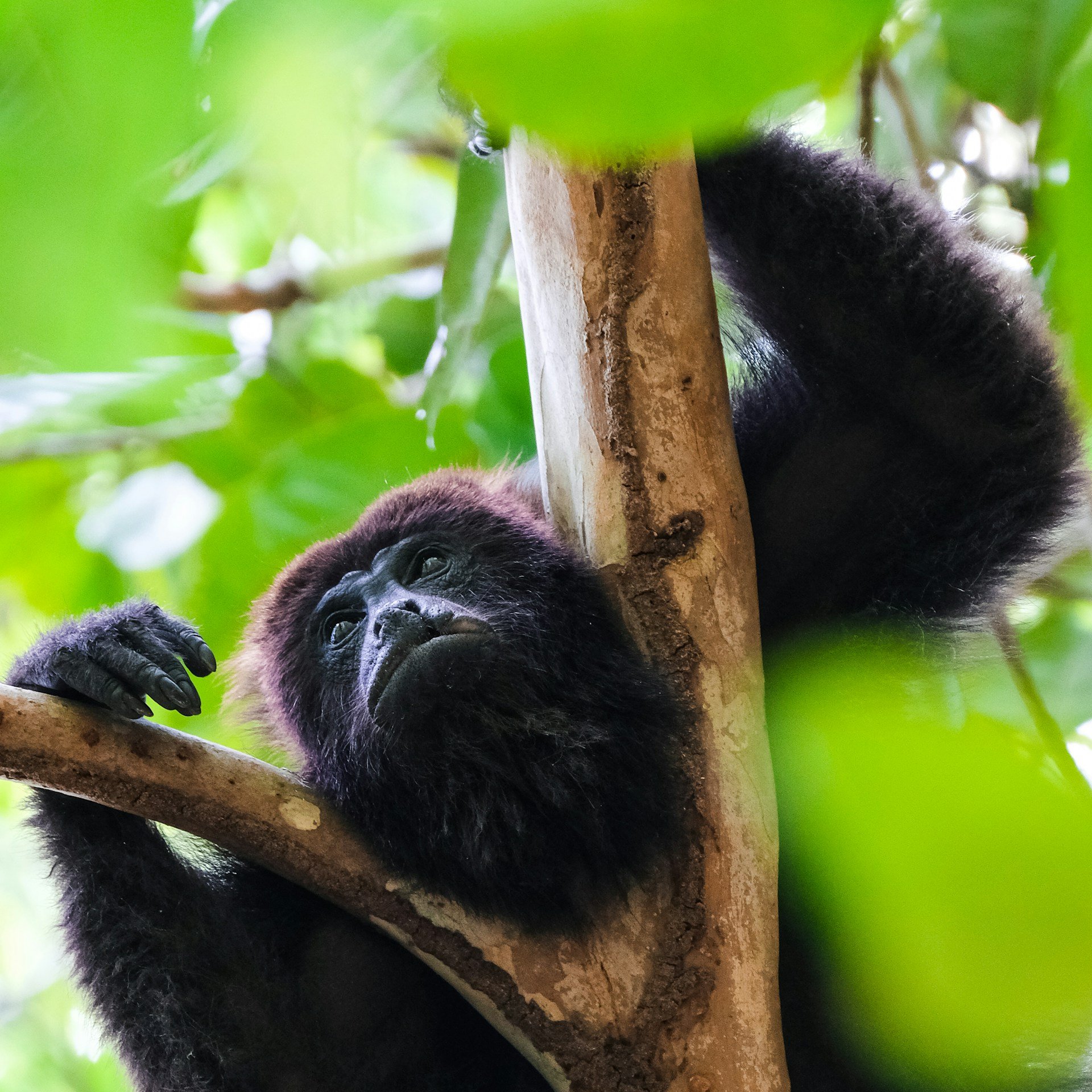 howler monkey