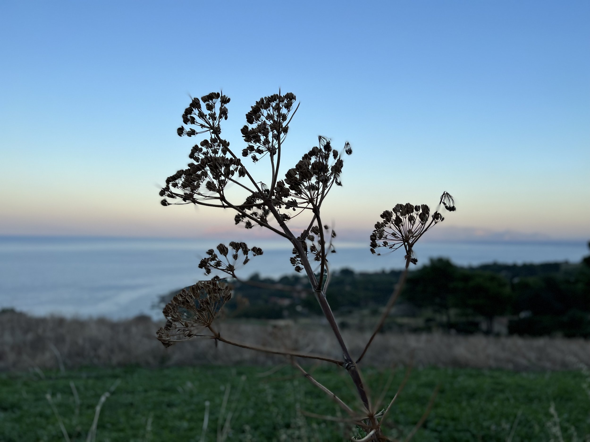 Dry plant with seed heads silhouetted against a colorful sky over the ocean at sunset or sunrise, with grassy foreground and distant land.