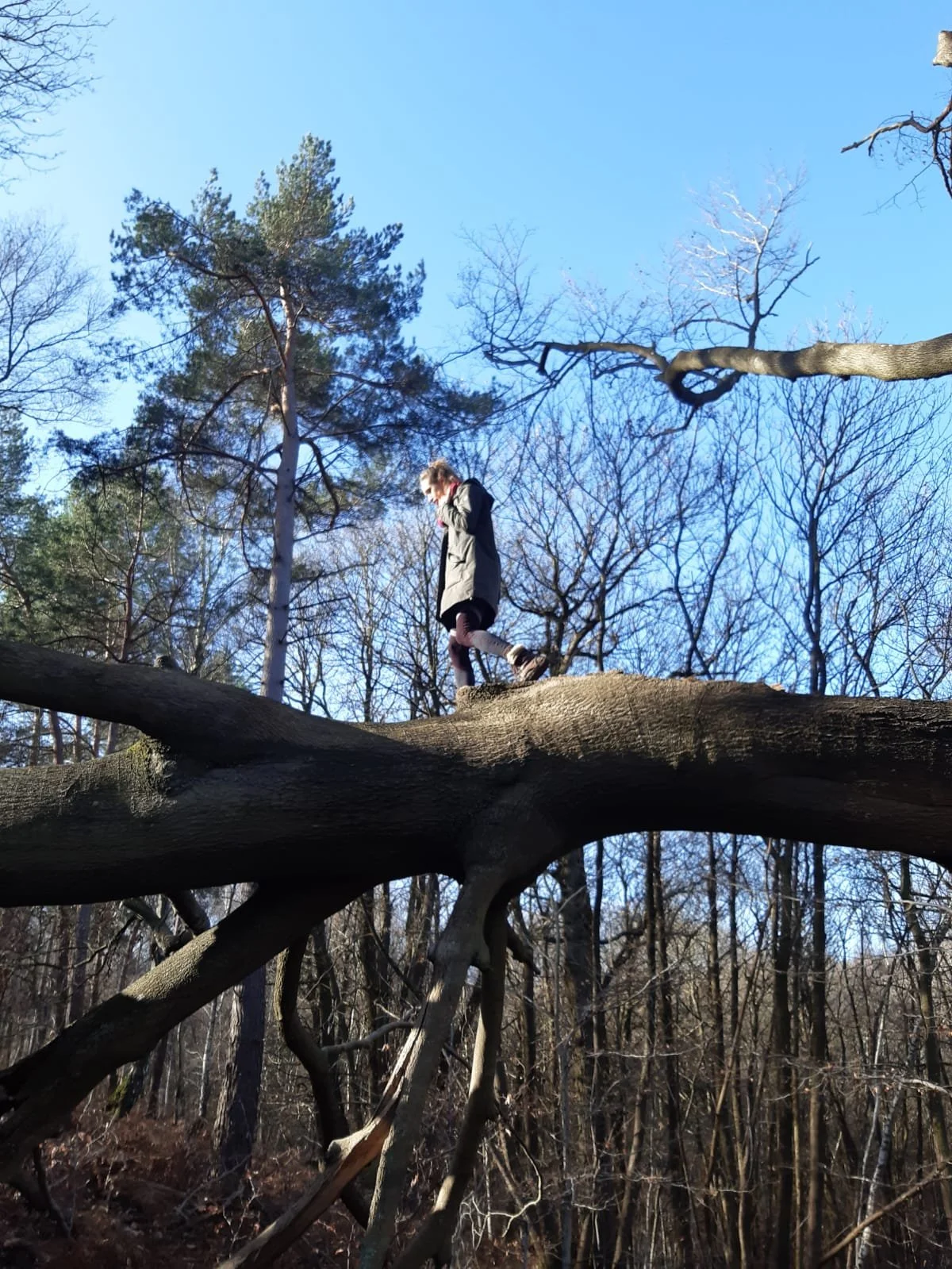 A person standing on a large fallen tree trunk in a forest with leafless trees and a clear blue sky.