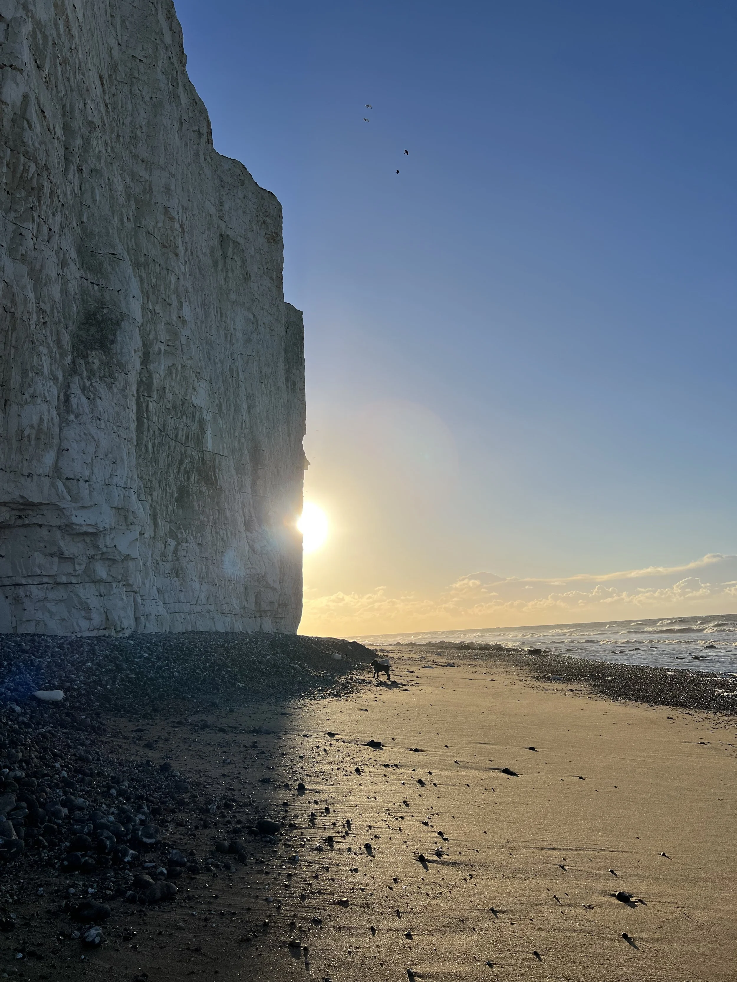 A beach with a cliff on the left side and the ocean on the right, with the sun setting or rising near the horizon. There is a dog walking on the sand, and three birds flying in the sky.