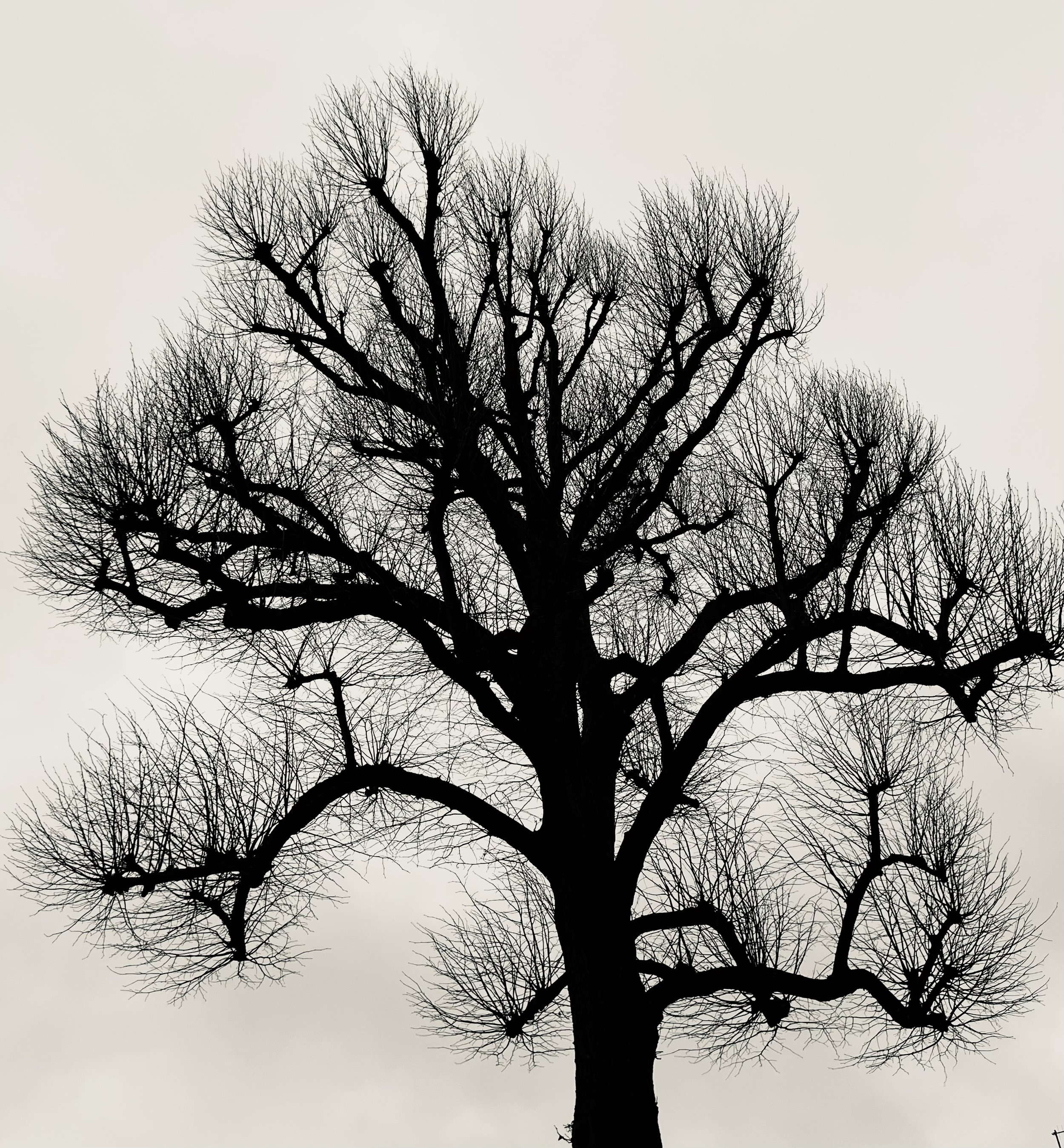 Silhouette of a large, leafless tree with a complex network of branches against a gray sky.