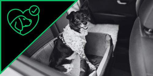Small dog wearing a scarf sitting in a car seat in the backseat of a vehicle.