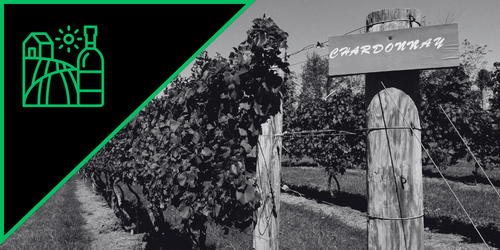 Vineyard with grapevines and a wooden sign that says 'Chardonnay'