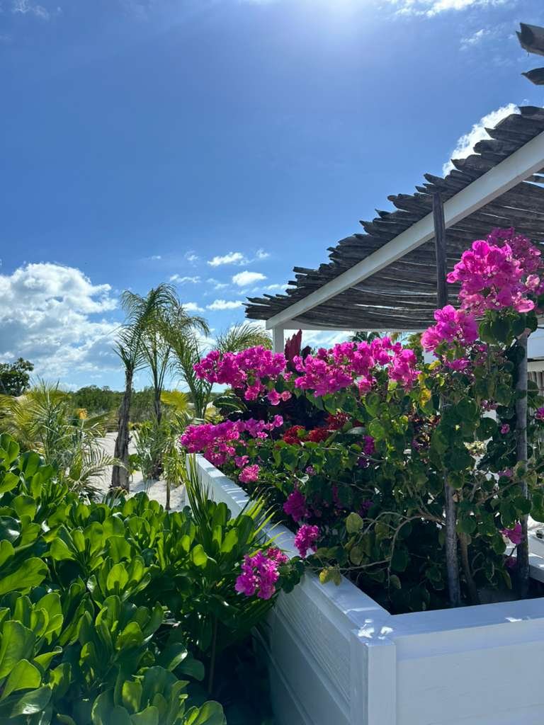 Bright pink and purple flowering plants on a balcony under a shady roof, with green shrubbery and palm trees in the background under a blue sky with some clouds.  Bliss Beach, Caye Caulker