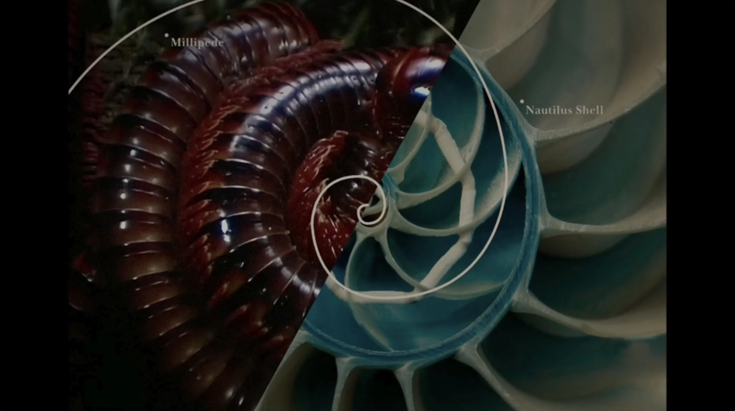 Finding Harmony: A King's Vision