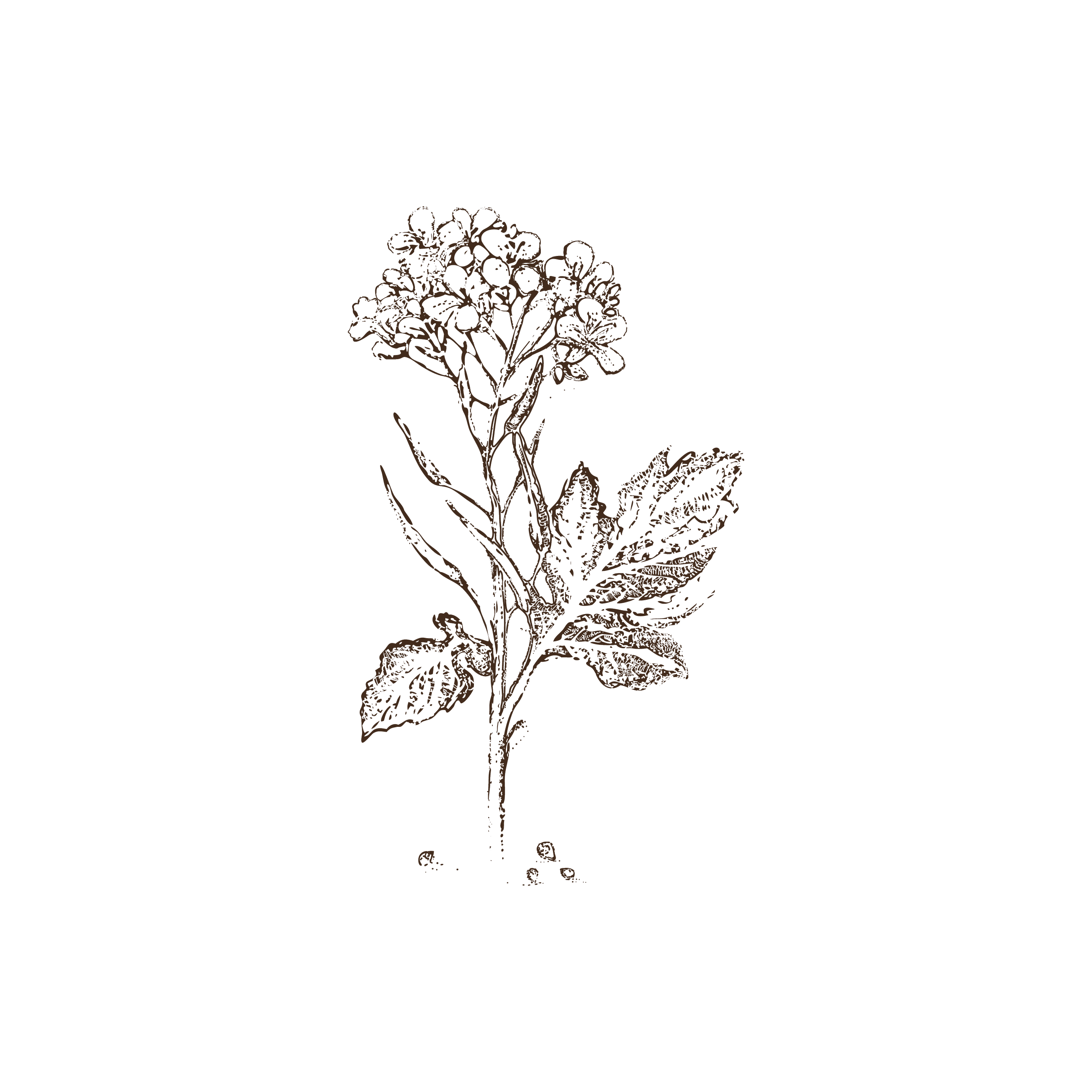 A detailed sketch of a flowering plant with a large cluster of small flowers at the top and broad leaves along the stem.