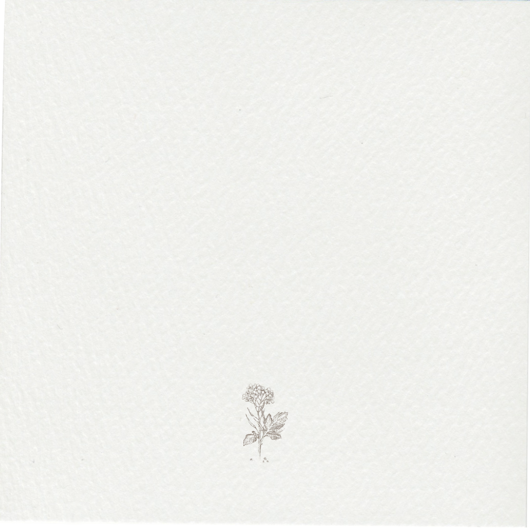 Minimalist illustration of a small plant with leaves and flowers centered at the bottom of a white textured background.