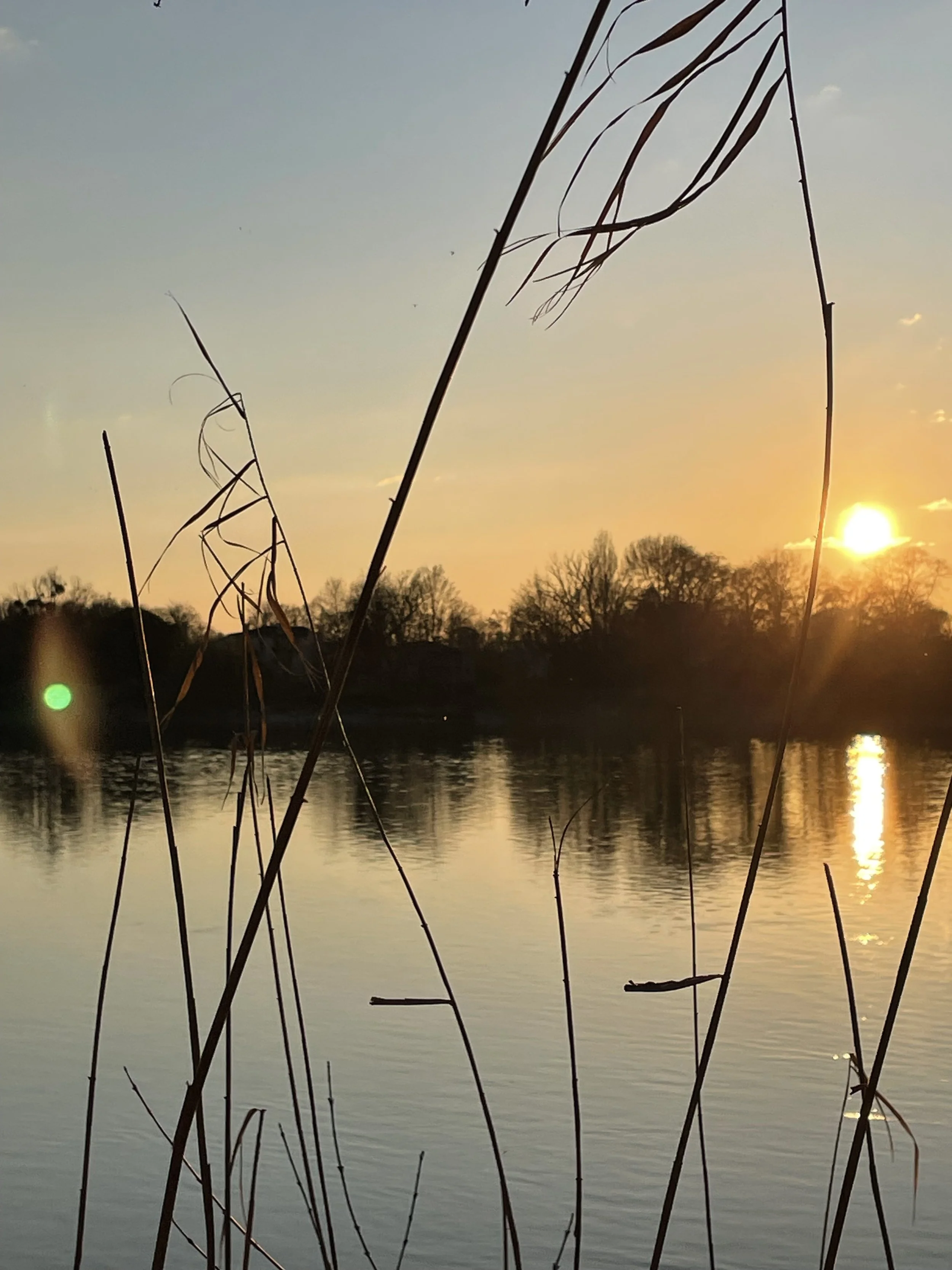 Coucher de soleil sur une rivière avec des arbres en silhouette et des branches sèches en premier plan.