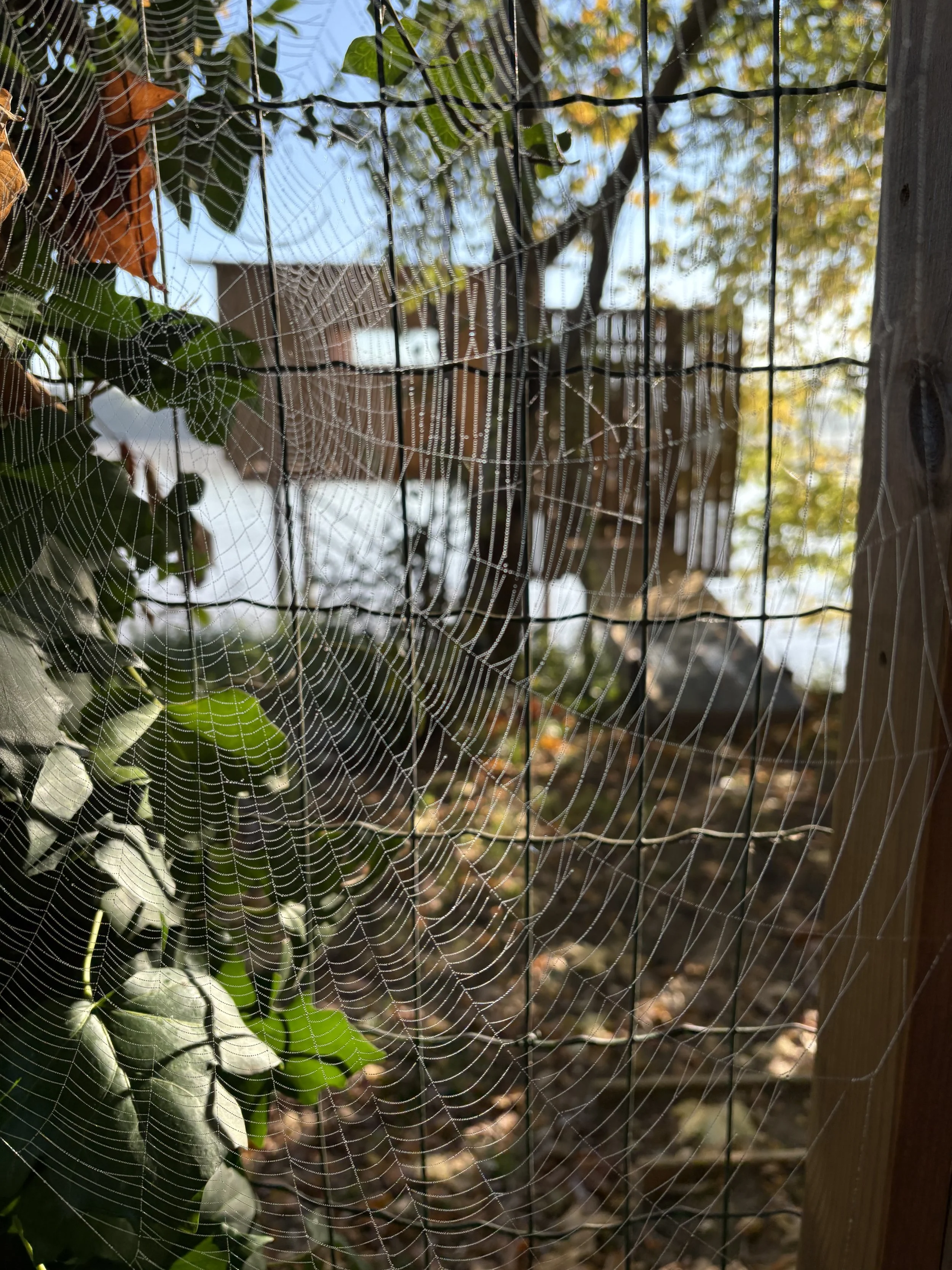 Toile d'araignée avec des gouttes d'eau, entourée de feuillage vert et de branches d'arbres, dans un jardin ou un espace extérieur.