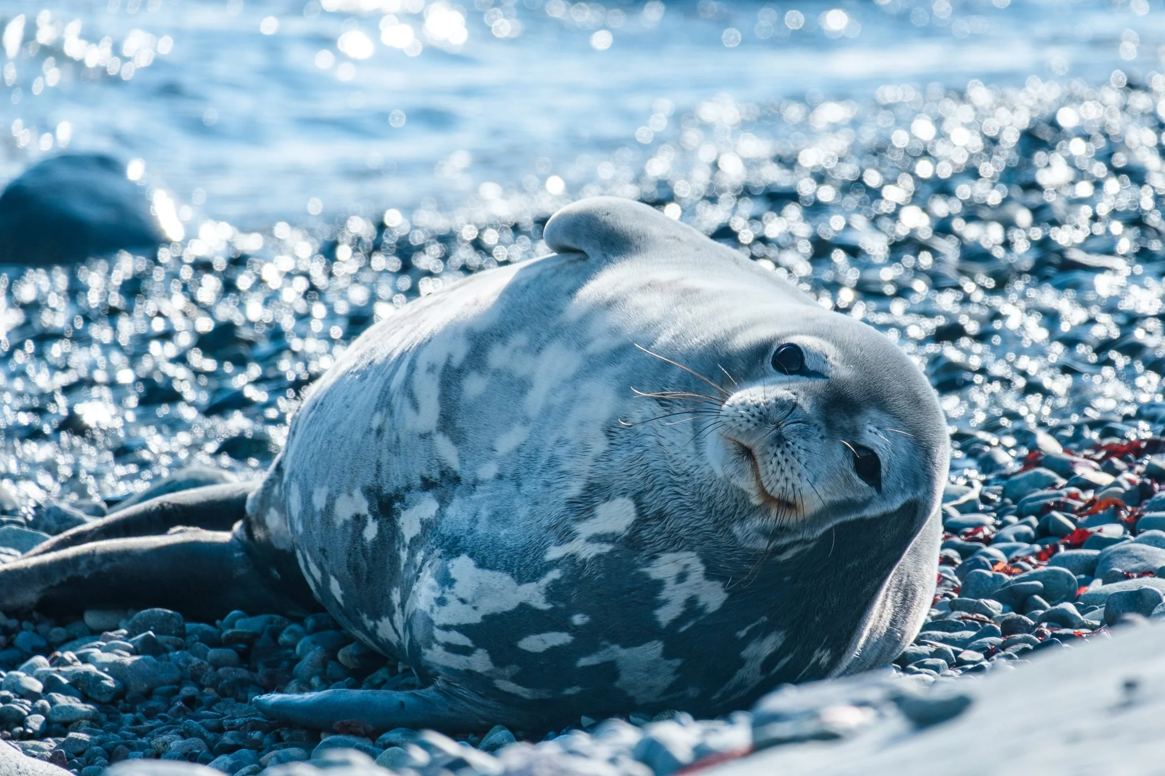 A gray seal resting on a pebble beach near the ocean, with water glistening in the background.