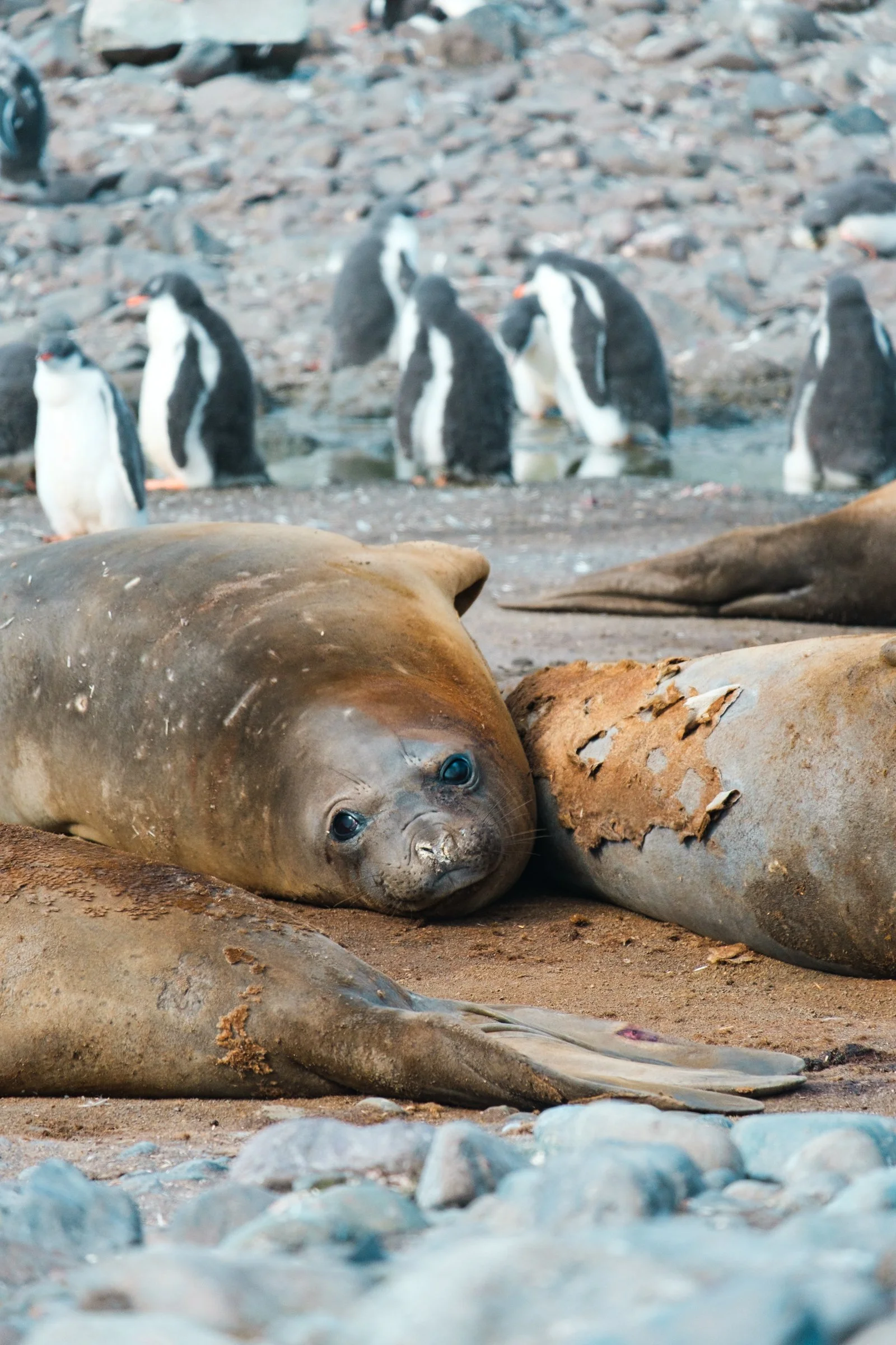 A peaceful scene on a rocky shoreline features a group of seals resting on the sand in the foreground, with a colony of penguins standing in icy water in the background.