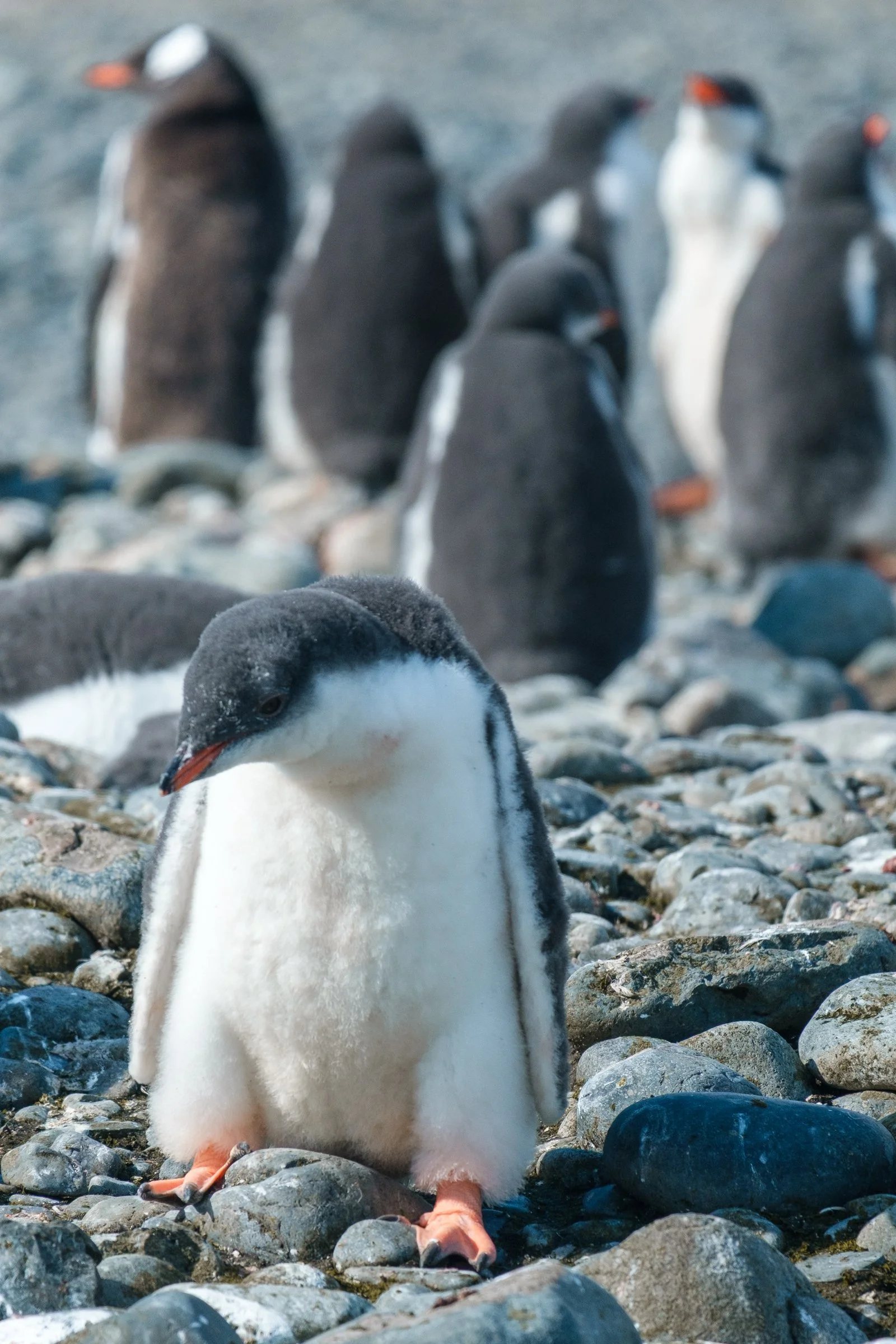 Group of penguins standing on rocky terrain, with one penguin in the foreground and others in the background.