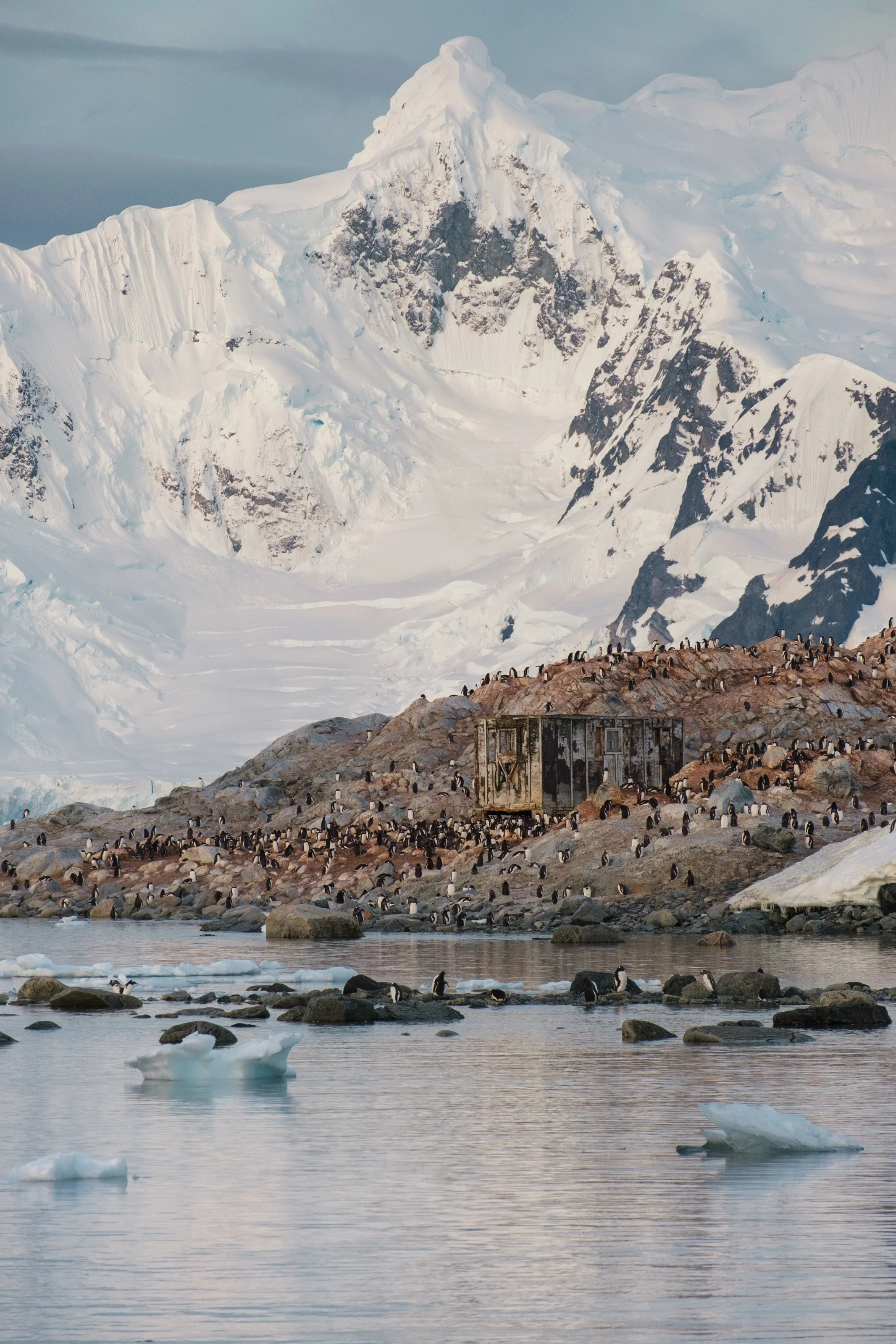 Penguins on rocky terrain near icy water with a backdrop of snow-covered mountains and glaciers.