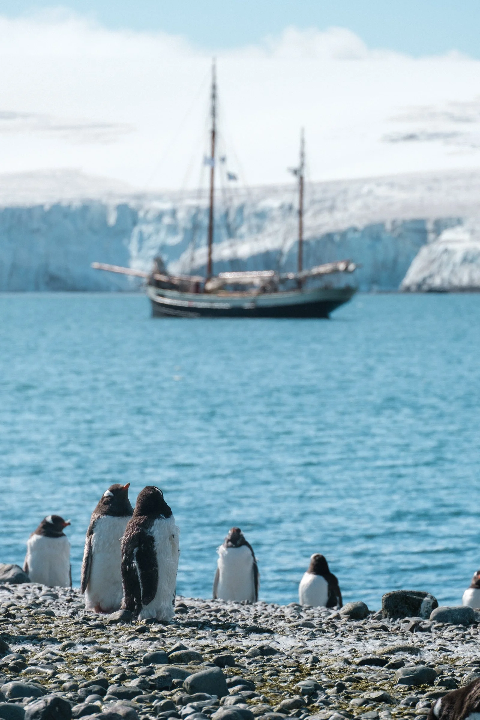 Penguins standing on rocky shore with a large sail-ship and icy cliffs in the background.
