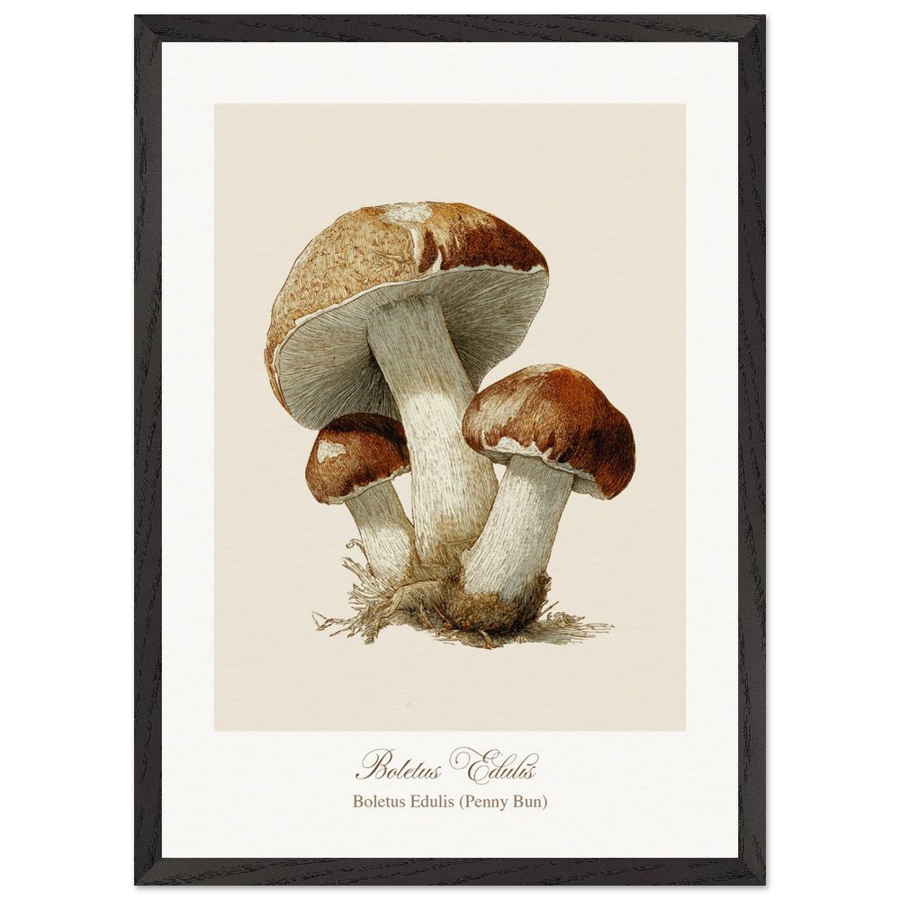 Boletus Edulis (framed)