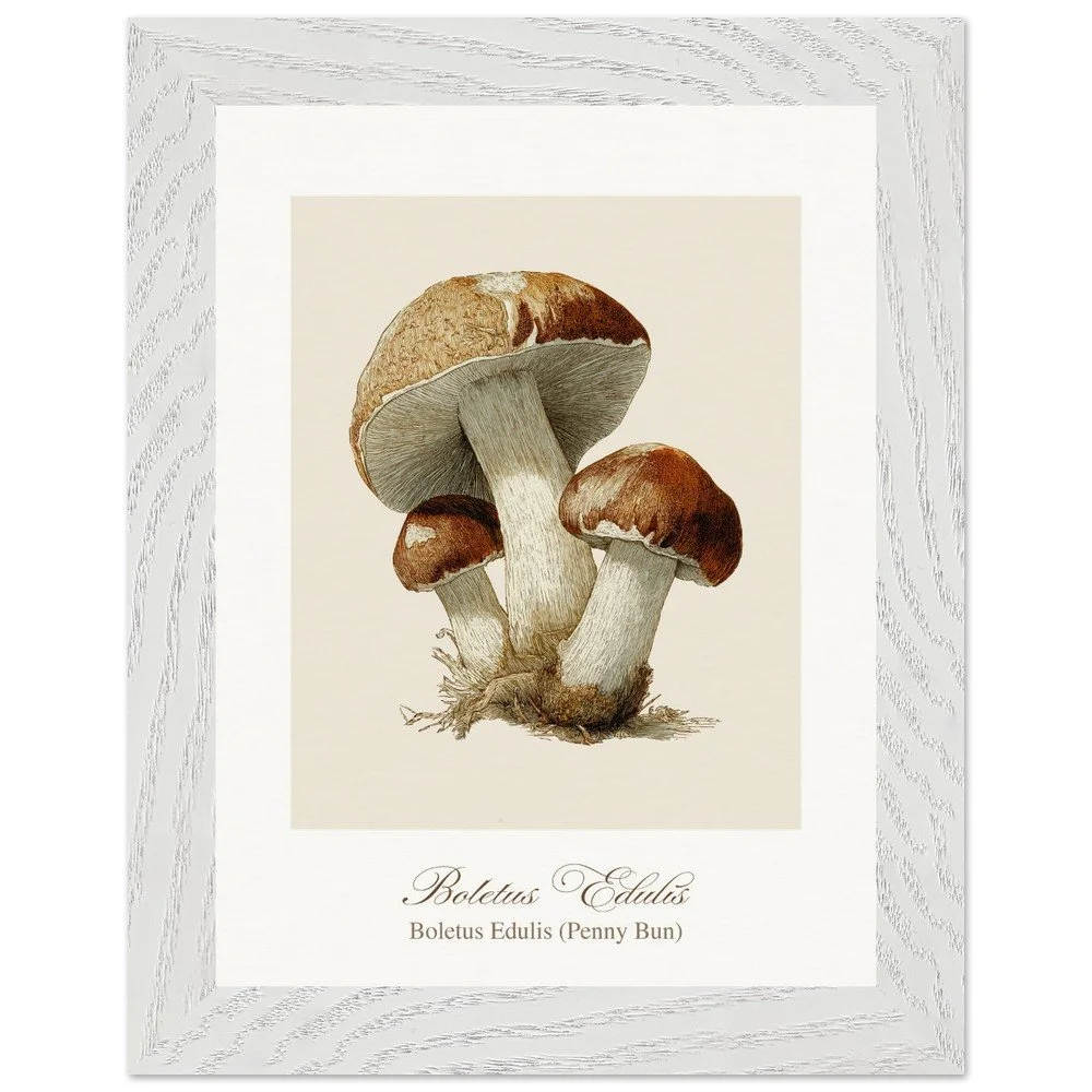 Boletus Edulis (framed)