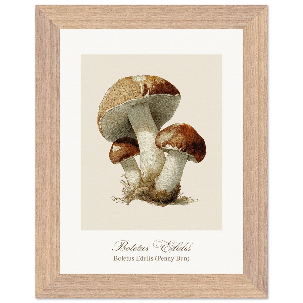 Boletus Edulis (framed)