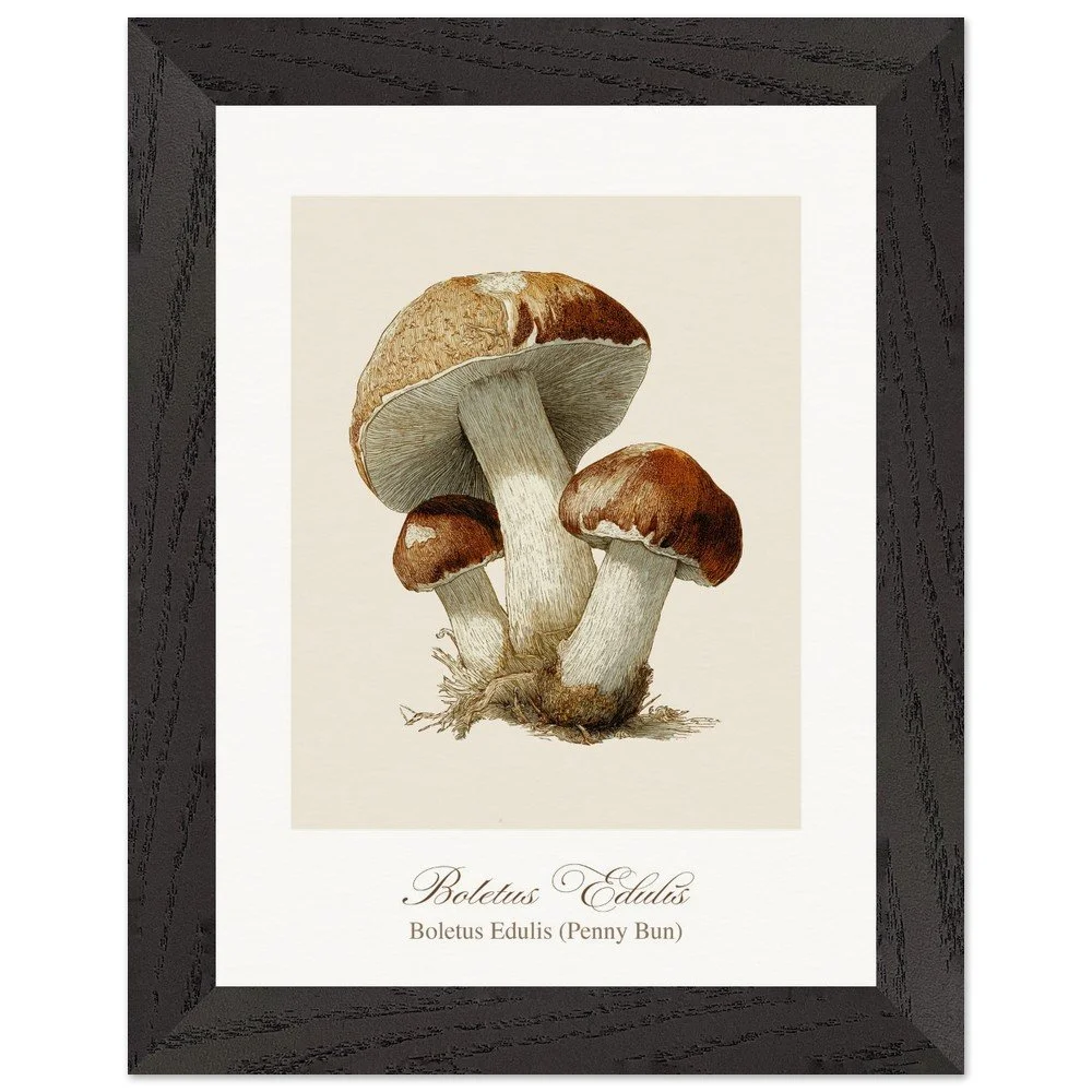 Boletus Edulis (framed)