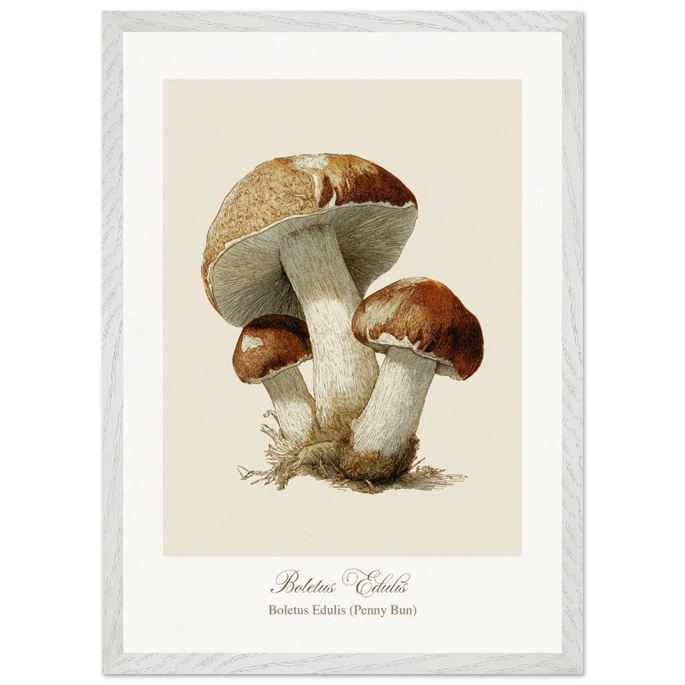 Boletus Edulis (framed)