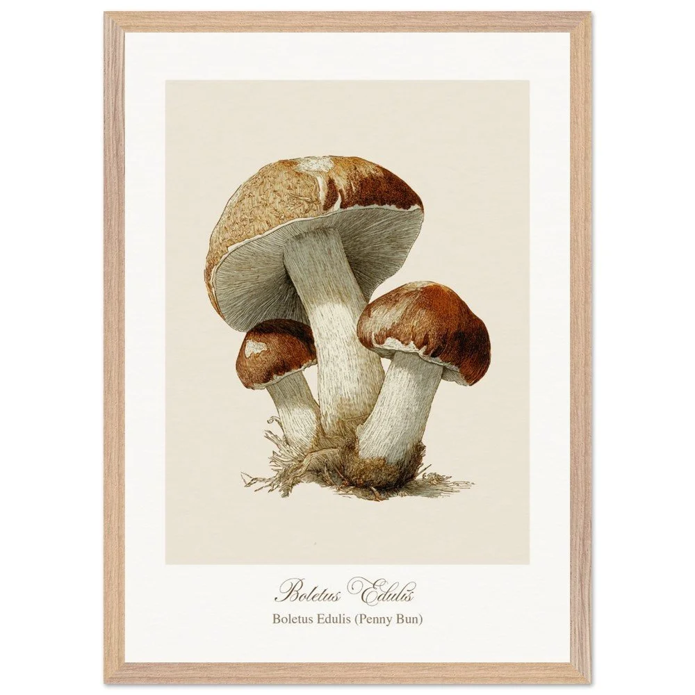Boletus Edulis (framed)