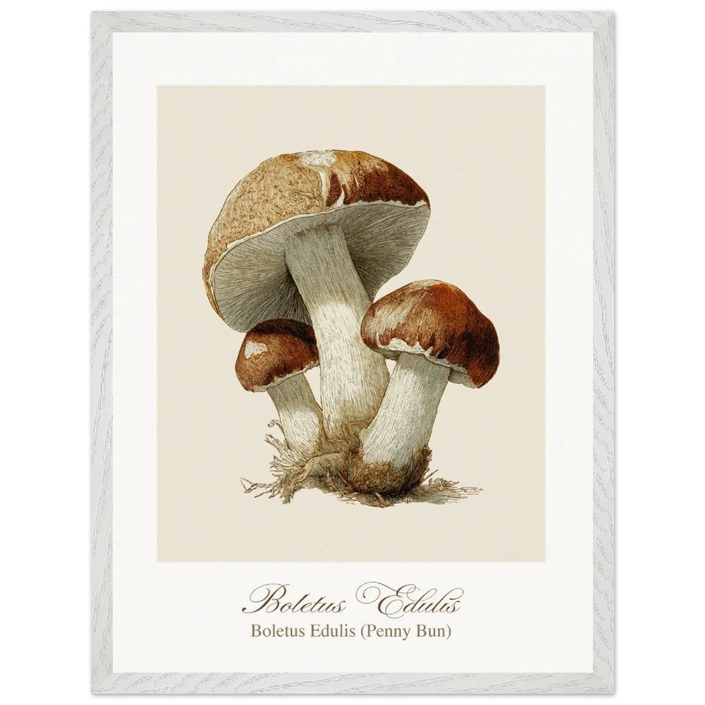 Boletus Edulis (framed)
