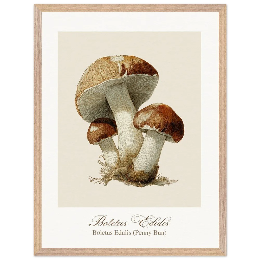 Boletus Edulis (framed)