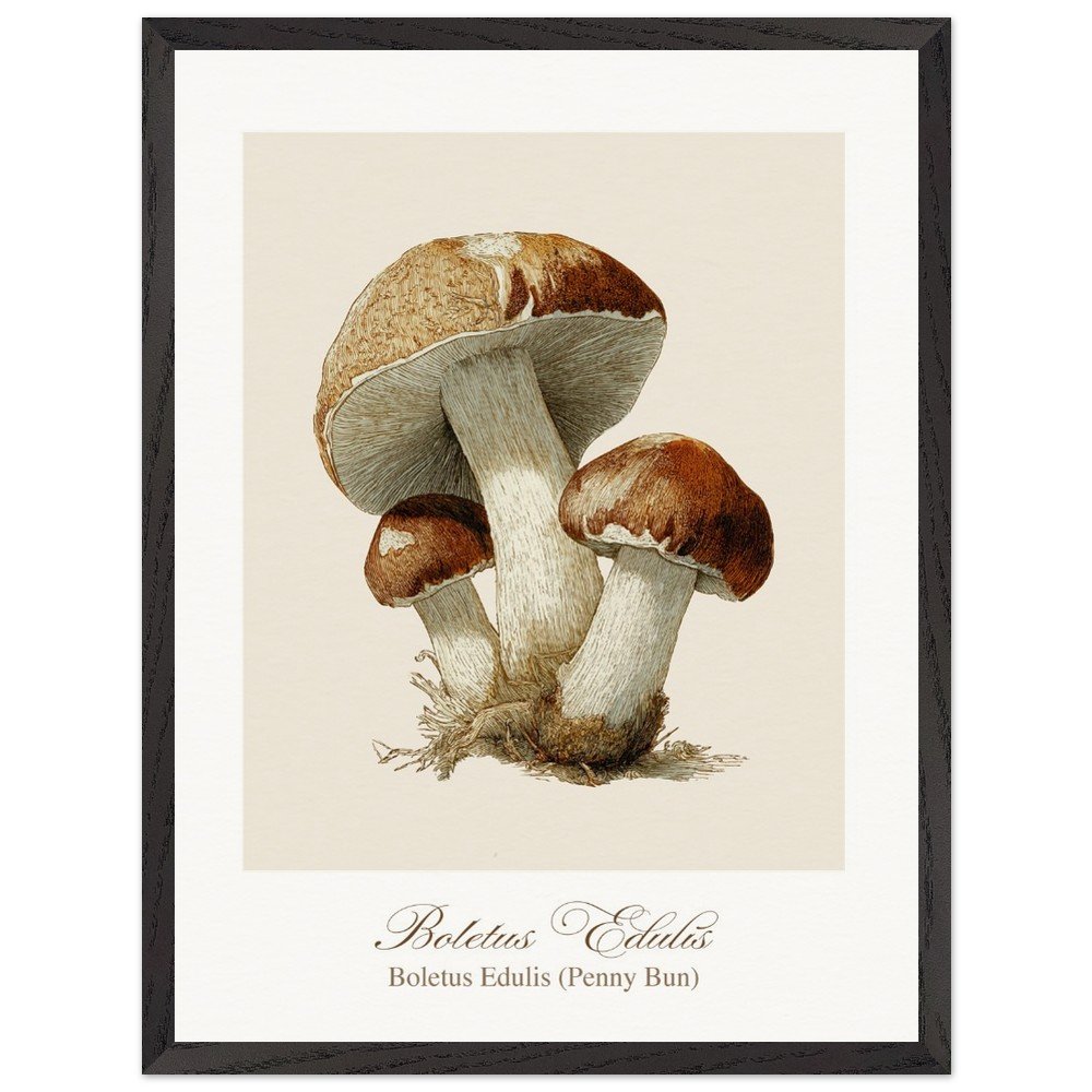 Boletus Edulis (framed)