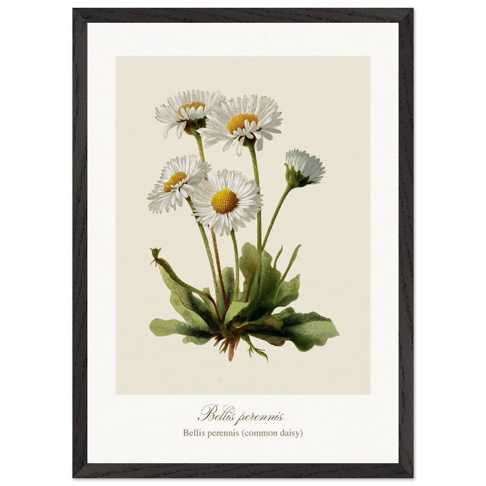 Bellis perennis (framed)