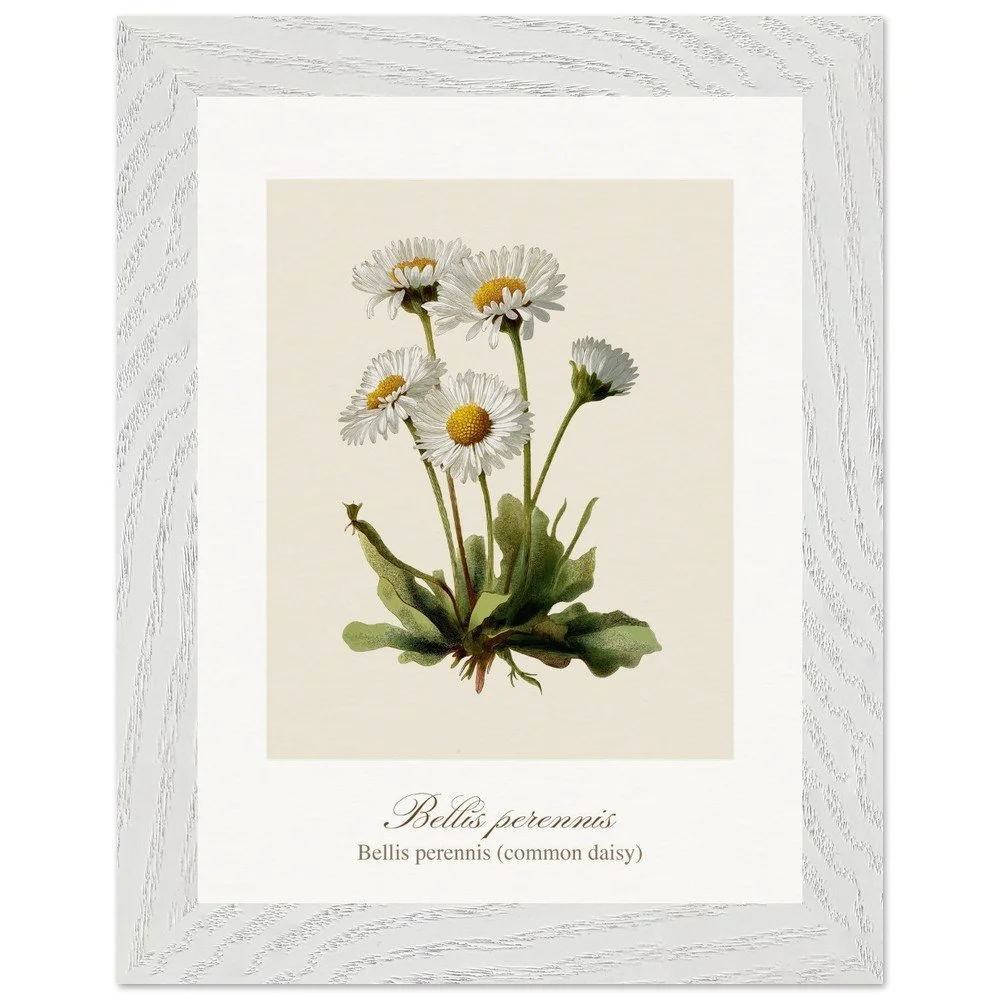 Bellis perennis (framed)