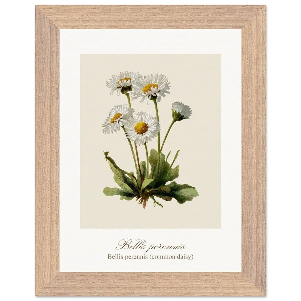 Bellis perennis (framed)