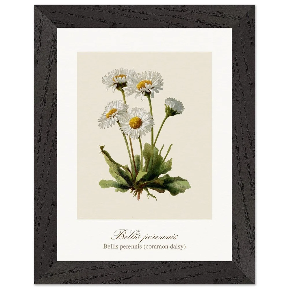 Bellis perennis (framed)