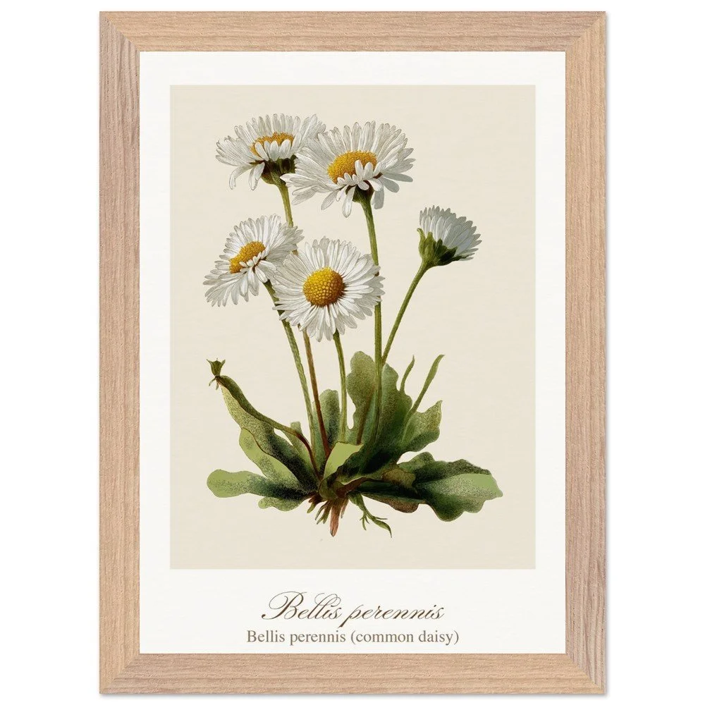 Bellis perennis (framed)