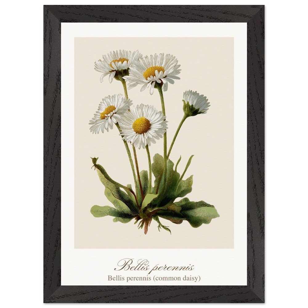 Bellis perennis (framed)
