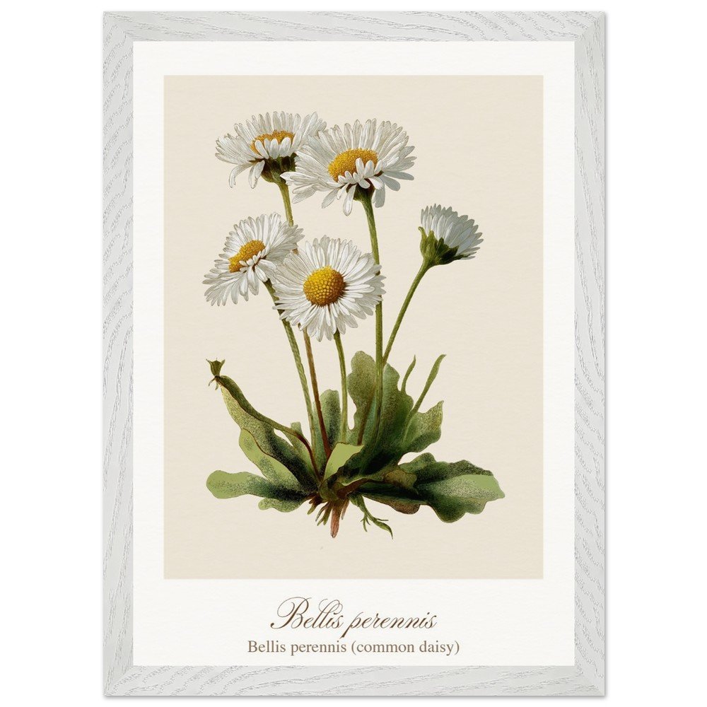 Bellis perennis (framed)