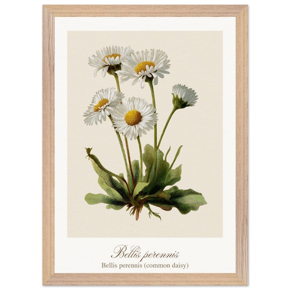 Bellis perennis (framed)